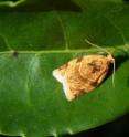 This is a tea tortrix moth on leaf.