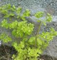 Scientists at the Scripps Research Institute have achieved the first efficient chemical synthesis of ingenol, a highly complex, anticancer substance found in the <i>Euphorbia</i> genus of plant, whose milky sap has long been used in traditional medicine.