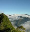 This image shows the habitat of the new species in Tahiti.