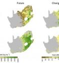 This image shows mechanistic (top row) and empirical (bottom row) simulations compared recent, or "baseline," maize production in South Africa (1979-99) to projected future production under climate change (2046-65). While both models showed a reduction in output, the third column shows that the empirical model estimated a widespread yield loss of around 10 percent (in yellow), while the mechanistic model showed several areas of increased production (in green).