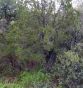 Today, living alligator juniper first begin to make an appearance on upland slopes of the Catalina Mountains at around 5,000 feet elevation...