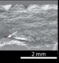 Scanning electron microscope images of laboratory fault zone showing sense of shear (white arrows) and zones of localized shear. Slow stick-slip is thought to originate when failure begins on one of these surfaces, but is partially arrested as slip velocity increases and the friction behavior changes from potentially unstable, velocity weakening frictional behavior to stable, velocity strengthening frictional behavior.