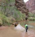 This shows Drs. Wyatt Cross and Emma Rosi-Marshall seining for fishes in the Grand Canyon.