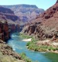 The research team investigated food webs in the Grand Canyon Reach of the Colorado River.