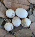 This is a bee-eater clutch parasitised by a honeyguide; the larger egg is a honeyguide egg, and the smaller eggs are all rotten because they have been punctured by the laying female honeyguides.