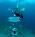 A new study led by Dr. Claire Paris, professor at the University of Miami Rosenstiel School of Marine & Atmospheric Science conducted at One Tree Island in the Great Barrier Reef used an o-DISC (ocean Drifting In Situ Chamber,) a unique device created in Paris' laboratory that is composed of circular behavioral arena transparent to light, sound and small scale turbulence, to track a single fish larva. The o-DISC was set adrift in the water column and the swimming activity and bearing of the larva was recorded using an underwater motion sensing and imaging system. The team established that reef fish larvae can smell the presence of coral reefs from as far as several kilometers offshore, and use this odor to find home.