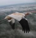 This young whooping crane is on its first fall migration, guided by an Operation Migration ultralight. Brown bars on its wings will fade by the time this bird migrates north in spring. Whoopers in the Eastern population have identifying bands, and many carry tracking devices that record their movements in detail.