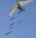 All whooping cranes studied by the University of Maryland team got the same initial flight training as chicks, following an ultralight piloted by the non-profit Operation Migration from Wisconsin to Florida in the fall. The study examined their subsequent migrations, beginning the following spring.