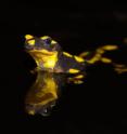 This image shows a fire salamander.