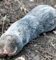 Blind mole-rats (genus <i>Spalax</i>) can live more than 20 years, are resistant to cancer and tolerate extremely low-oxygen environments.