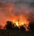 A wooded area aflame during the 2007 Witch Creek/Guejito wildfire in Southern California. A new report from NIST looks at the fire's impact on structures in one community based on their pre-fire exposure risk to direct fire contact and embers (both seen in the photo).