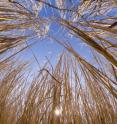 This image shows <i>Miscanthus</i>.