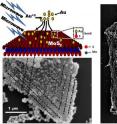 Vikas Berry, William H. Honstead professor of chemical engineering, and his research team have studied a new three-atom-thick material -- molybdenum disulfide -- and found that manipulating it with gold atoms improves its electrical characteristics.