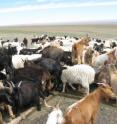 Growing populations of sheep and goats has led to serious degradation of the Mongolian Steppe grasslands. Exposed soils and lack of mature grass show land that is transitioning to desert.