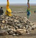 Sheep and goats graze on grasslands in Mongolia that are so degraded they are making a transition to desert. In the foreground is an ovoo, a religious worship site often visited by travelers.