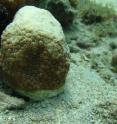 The "white plague" disease affecting this coral is seen as the white band at the bottom, creeping up the coral.