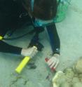 Nitzan Soffer from Oregon State University takes a sample of diseased coral.