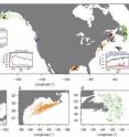 The researchers found a "complex mosaic" of climate velocity and species movement in nine areas central to North American fishing industries (above from left to right): the Aleutian Islands (light blue); the eastern Bering Sea (blue); the Gulf of Alaska (light green); the West Coast (purple); the Gulf Coast (orange); the Northeast (peach); Nova Scotia (pink); the southern Gulf of St. Lawrence (red); and Newfoundland (green). The insets (image A) show shifts in the maximum (blue), average (black) and minimum (red) latitude during the period studied for Pacific cod in the Gulf of Alaska, big skate on the West Coast and American lobster in the Northeast. The close-ups of the Eastern Bering Sea (B), the Gulf Coast (C) and Newfoundland (D) show the nuances of regional animal movements that global-scale models often miss.