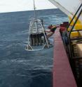 Multicorer sampling operation in Gulf of Mexico on the RV Gyre retrieved bottom samples used to study impacts from the Deepwater Horizon blowout and oil spill in 2010. NOAA, University of Texas A&M, Corpus Christi and the University of Nevada, Reno collaborated on the research. The first post-spill analysis was just published in the online scientific journal <i>PLos One</i>.