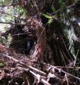 This image shows a catching ladder in front of a hollow in a large tree fern.