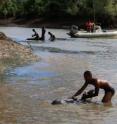 In May-June of 2008, WCS led an international stranding response team to a mass stranding of approximately 100 melon-headed whales in the coastal mangroves of northeastern Madagascar.