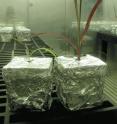 An experiment with invasive grass found that the biomass and rhizome production was severely stunted without bacteria. The larger, red-striped plant on the right had the bacteria and high rates of nitrogen fixation, whereas the plant on the left is smaller because bacteria were inhibited and was not fixing nitrogen. The tin foil wrapping protects the substrate from light. These were grown from sterilized seeds in a growth chamber at the University of Montana.