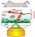 A super-resolution technique developed at Rice University allows fluorescent-labeled probe DNA to pinpoint target DNA sequences in an immobilized strand in ways neither regular nor electron microscopes are able. The technique relies on multiple images of probes binding temporarily to targets as they flow over the strand and are captured by a camera.