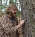 Dartmouth Professor Matt Ayres studies the southern pine bark beetle, a forest pest that may be the largest source of disturbance in coniferous forests throughout North America.