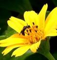 A species of solitary bee foraging on a flower of <i>S. trilobata</i>.