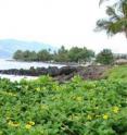 The creeping daisy <i>Sphagneticola trilobata</i> by the coast in Fiji, this image shows how the plant can cover ground preventing native species from emerging