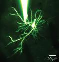 This is a dendrite, the branch-like structure of a single neuron in the brain. The bright object from the top is a pipette attached to a dendrite in the brain of a mouse. The pipette allows researchers to measure electrical activity, such as a dendritic spike, the bright spot in the middle of the image.