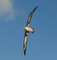 Laysan albatross is one of eight protected predator species included in the study of human impacts on marine predators in the California Current ecosystem.