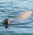 California sea lions are among 23 species whose movements have been tracked since 2000 as part of the Tagging of Pacific Predators (TOPP) program.