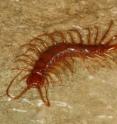 This is <i>Eupolybothrus cavernicolus</i>, the cyber-centipede.