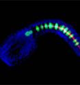 This is an image of an embryo of the sea squirt <i>Ciona</i>. The nuclei of the 40 notochord cells are highlighted in red by a Brachyury antibody generated in the Di Gregorio lab. The contours of a few notochord cells are defined by green fluorescent protein. All other visible nuclei are colored in blue.