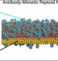 Antibody-inspired "molecular Velcro" designed at Berkeley Lab could lead to a new class of biosensors. Researchers took cues from the architecture of a natural antibody (left) in designing a new material that resembles tiny sheets of Velcro (right).