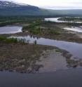 Sedges and willow trees get the nitrogen they need from cyanobacteria living in the sediments of pristine boreal floodplains found at 60 degrees latitude and north into the Arctic Circle.