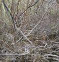 The researchers nicknamed boreal floodplains "mangroves of the North" because there are almost impenetrable tangles of willow trees and roots in places and cyanobacteria are fixing nitrogen like their counterparts in tropical and subtropical mangroves.