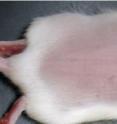 This image shows tissue regrowth in adult mice (wildtype).
