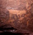 This is a drawing of a large cat and prey. A team of researchers from the Wildlife Conservation Society and a local partner NGO, Instituto Quinta do Sol, discovered ancient cave drawings made by hunter-gatherer societies thousands of years ago while conducting a survey for white-lipped peccaries in Brazil.