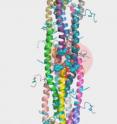 In this computer reconstruction done at EMSL, multiple <i>Geobacter</i> pilin structures are overlaid on gonorrhea's fiber. Certain aromatic residues (either circled in light red or dangling out like threads) pop out of the fiber and provide insights into electrical conduction.