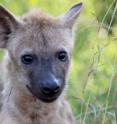 This image shows the spotted hyena <i>Crocuta crocuta</i>, generation length 5054.411 days.