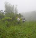 An expedition into the Luquillo Experimental Forest in Puerto Rico by JBEI and Berkeley Lab researchers led to the identification of a soil microbe that utilizes lignin as their sole source of carbon.