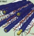 The lignin in plant cell walls that helps protect energy-storing sugars must be degraded for the cost-effective production of biofuels.