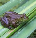 A national survey of wildlife refuges found that the rate of physical abnormalities in frogs and toads was about 2 percent, although there were local "hotspots." The findings suggest that were these abnormalities occur, the causes are local. Pictured: A healthy bull frog.