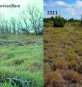 This photo shows the African invader <i>Melinis minutiflora</i> in Hawaii Volcanoes National Park when first studied (left) and 20 years later.