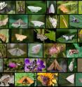 Figure legend: The diversity of herbivore species (here: moths and butterflies) generally decreases with decreasing island size. From the smallest islands, the topmost links in the food chain (i.e. the predators feeding on the herbivores) may simply fall off. The picture shows a tenth of the herbivores encountered by the scientists.