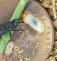 This shows two billbug (<i>Sphenophorus</i> spp.) larvae (right and bottom) and bluegrass billbug (<i>S. parvulus</i>) adult (center) on the head of a penny. Scale bar = 1 mm.