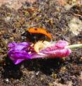 This is a <i>Dinocampus coccinellae</i> larva emerging from a 7-spot ladybird, <i>Coccinella septempunctata</i>.