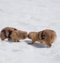 Despite the risks, female prairie dogs that mate with two or more males rear more offspring than those that mate with only one.